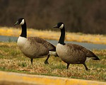 canada geese, goose, branta canadensis