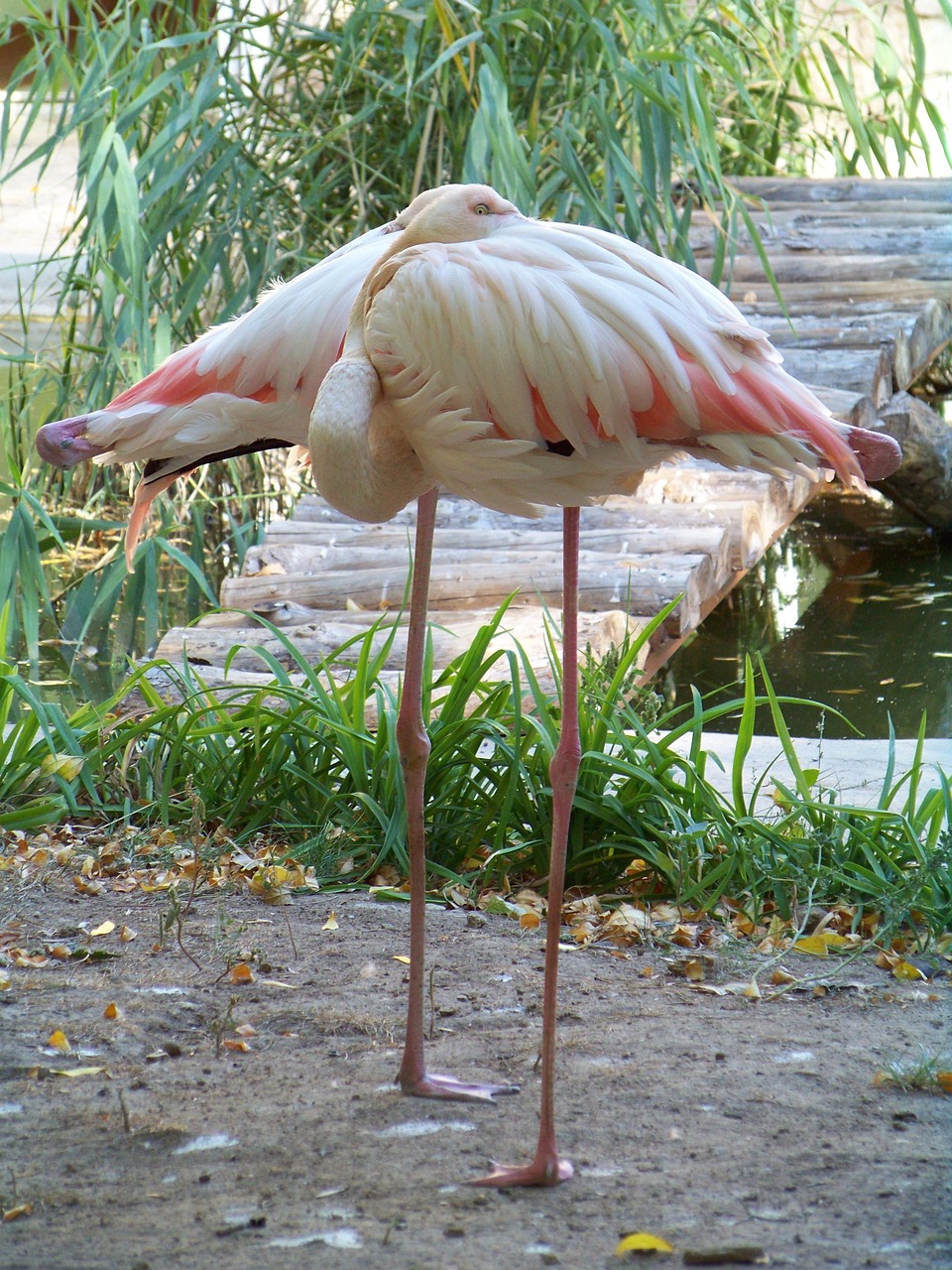Dexam Flamingo-Schürze, Rosa – 90 X 68 Cm, Aus Baumwolle Mit PVC-Beschichtung