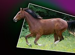 galloping horse, out of bound, gradient
