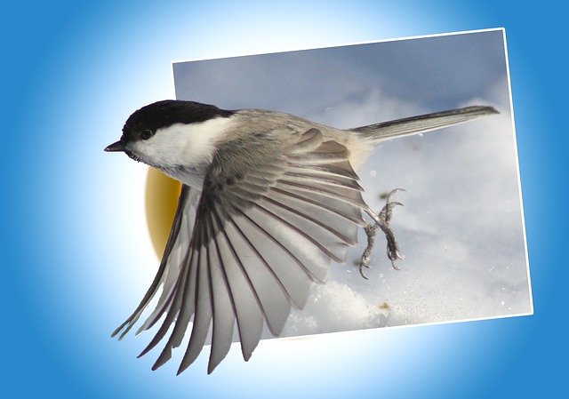 Free poecile-montanus bird out of bound illustration