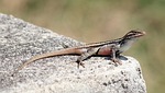 texas rose-bellied lizard, rock, macro