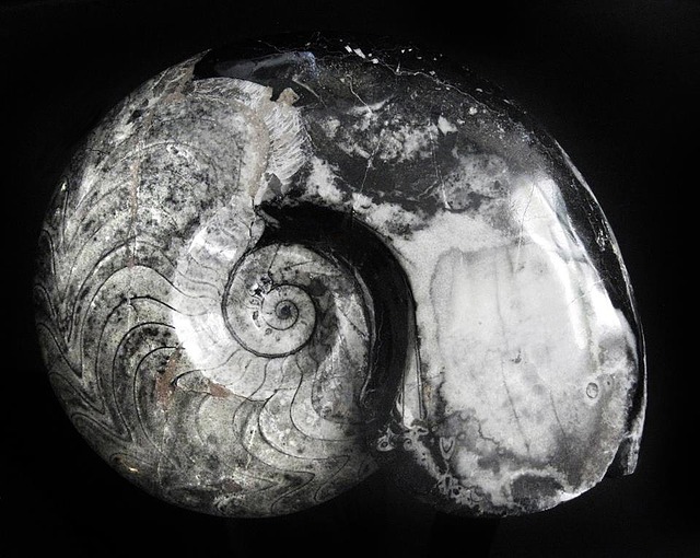 Free Ammonite Goniatitida photo and picture