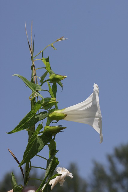 Free Convolvulus Arvensis photo and picture