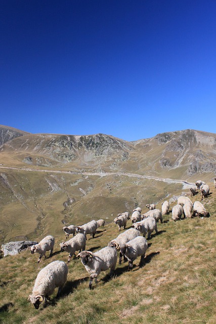 Free Flock Sheep photo and picture