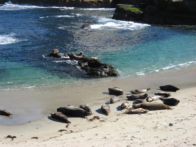 Free Seals Ocean photo and picture