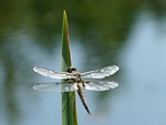 dragonfly, green, insect