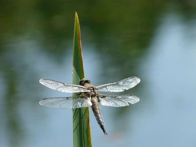 Libelle, Grün, Insekt, Natur, Sommer