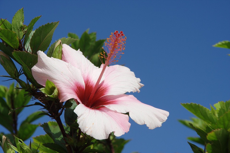 Blumeninsel Madeira im Pazifik - Ein Blumen-Paradies im Meer Blumeninsel Madeira im Pazifik - Ein Blumen-Paradies im Meer