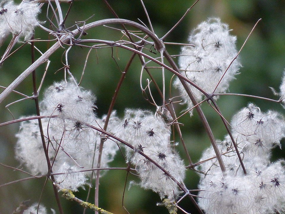 Clématite Liane Plantes Clematis Photo Gratuite Sur Pixabay