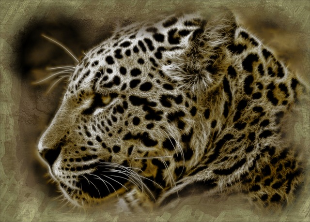 Free jaguar wild cat animal illustration