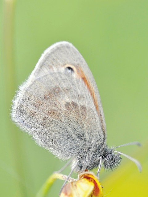 Free Nature Insect photo and picture