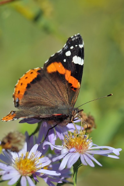Free Nature Insect photo and picture