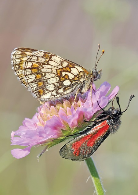 Free Nature Insect photo and picture