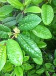 coffeeberry, blossom, flower