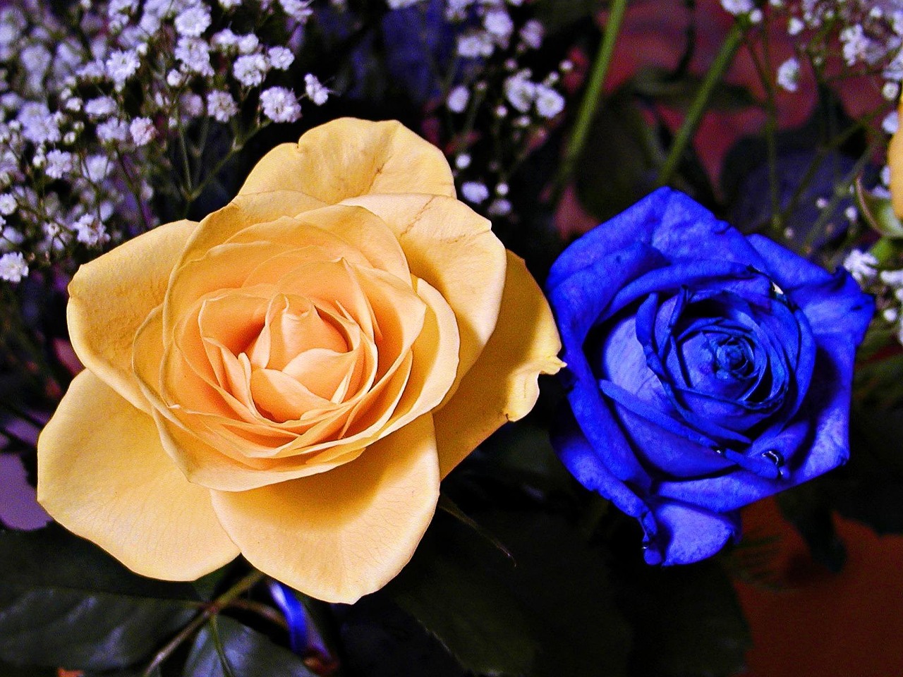 Blue Yellow Rose - Free photo on Pixabay - Pixabay