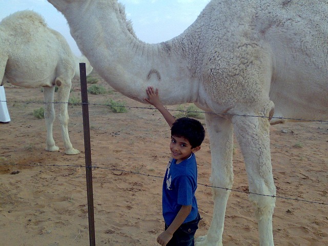 Saudi-Arabien, Kamel, Dreng
