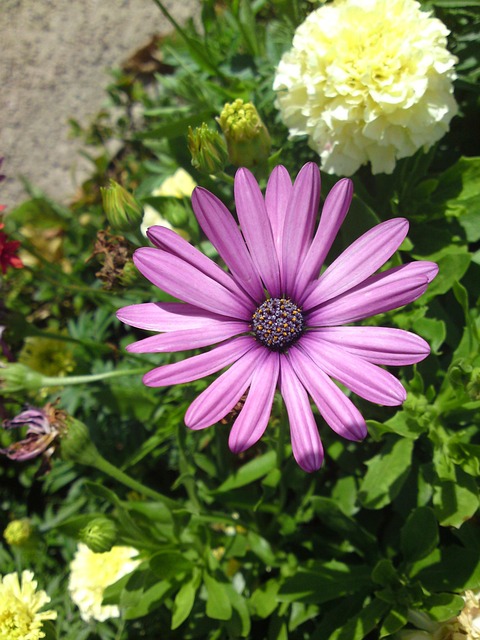 Free Flower Blossom photo and picture