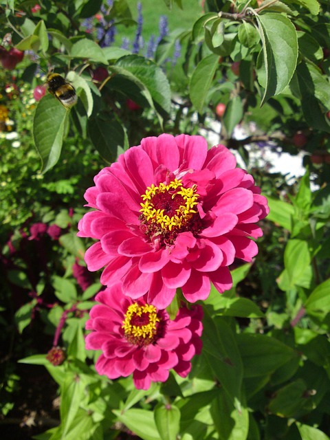 Free Flower Blossom photo and picture