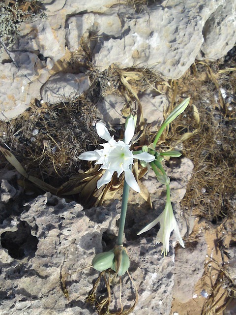 Free Flower Blossom photo and picture