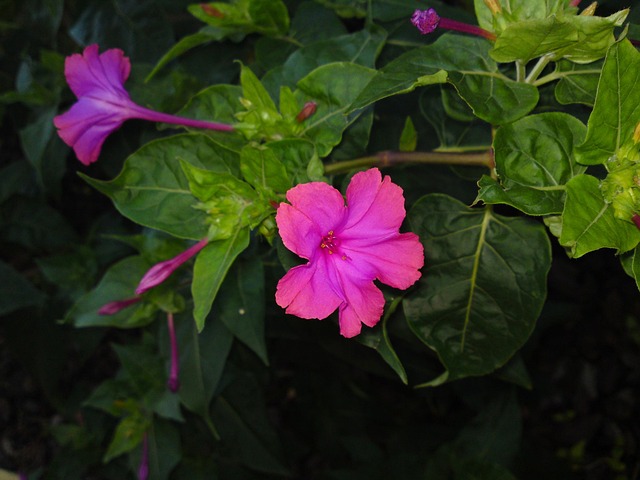 Free Flower Blossom photo and picture