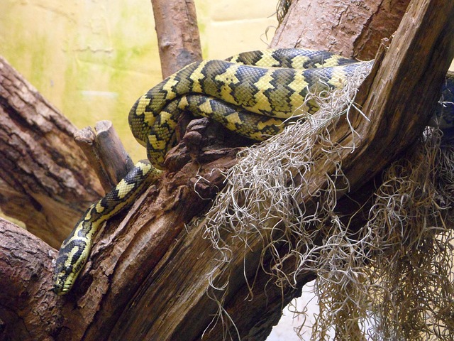 Free Line Terrarium photo and picture