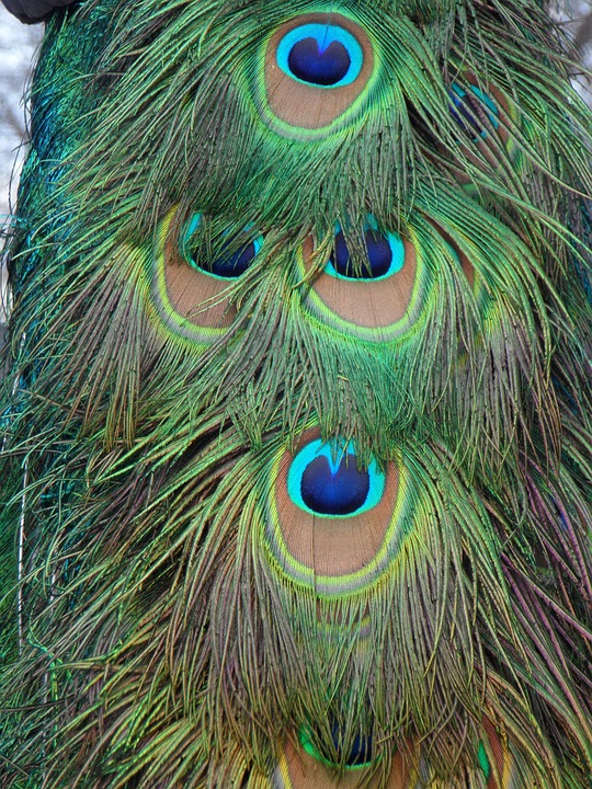 Peacock Feathers Feather · Free photo on Pixabay