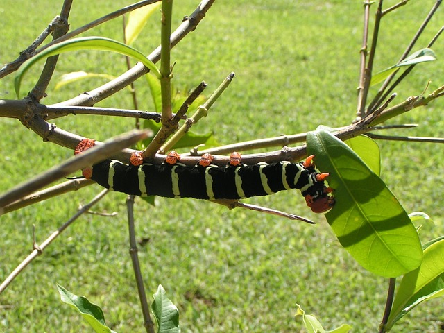 Free Caterpillar Nature photo and picture