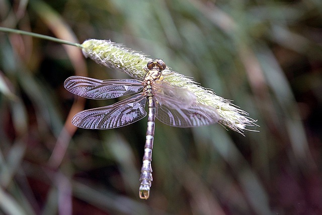 Free Dragonfly Insects photo and picture