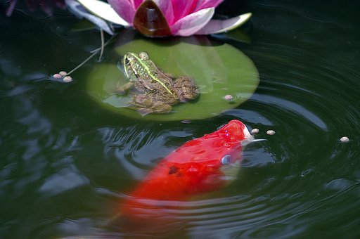 300+ Free Koi Pond & Koi Images - Pixabay