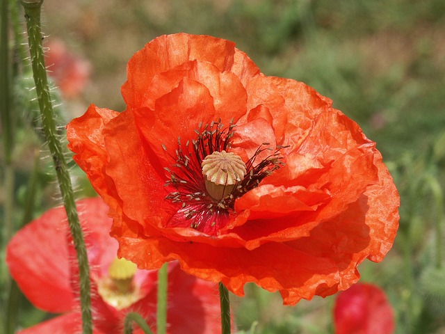 Free Poppy Nature photo and picture