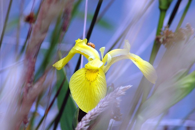 Free Iris Yellow photo and picture