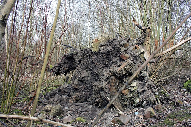 Free Root Uprooted photo and picture