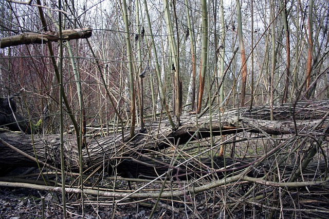 Free Tree In The Tree Nature photo and picture