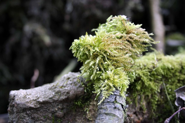 Free Tree Nature photo and picture
