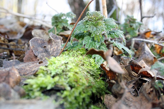 Free Nettle Plant photo and picture