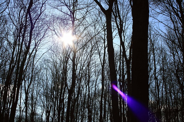 Free Forest Nature photo and picture