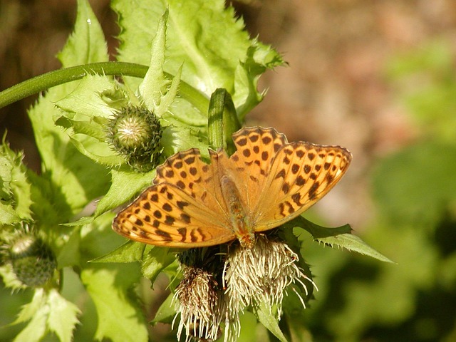 Free King Coat Butterfly photo and picture