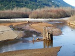 birkenhead river, marshland, wetland