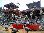 kathmandu, nepal, birds