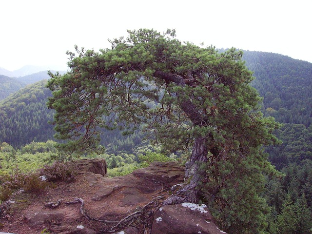 Free Jaw Tree photo and picture