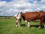 cattle, hereford, sky