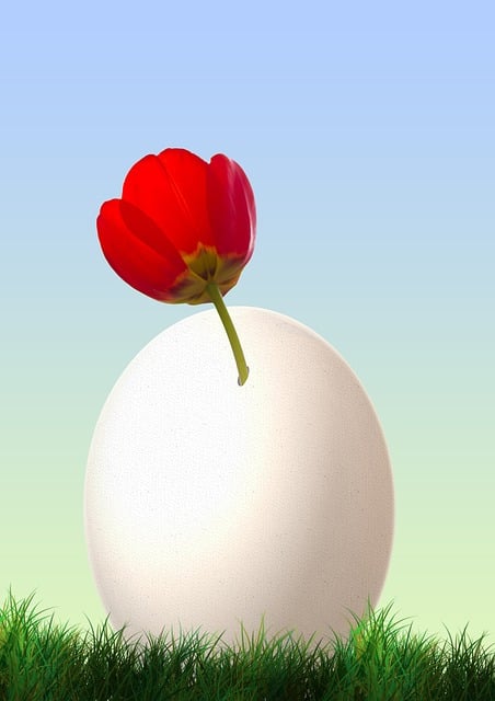 Free round tulip egg illustration