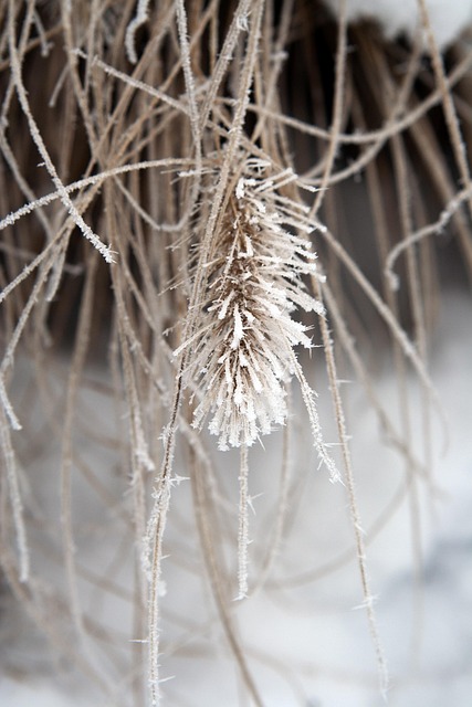 Free Plant Frozen photo and picture