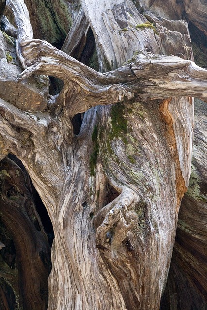 Free Wood Structure photo and picture