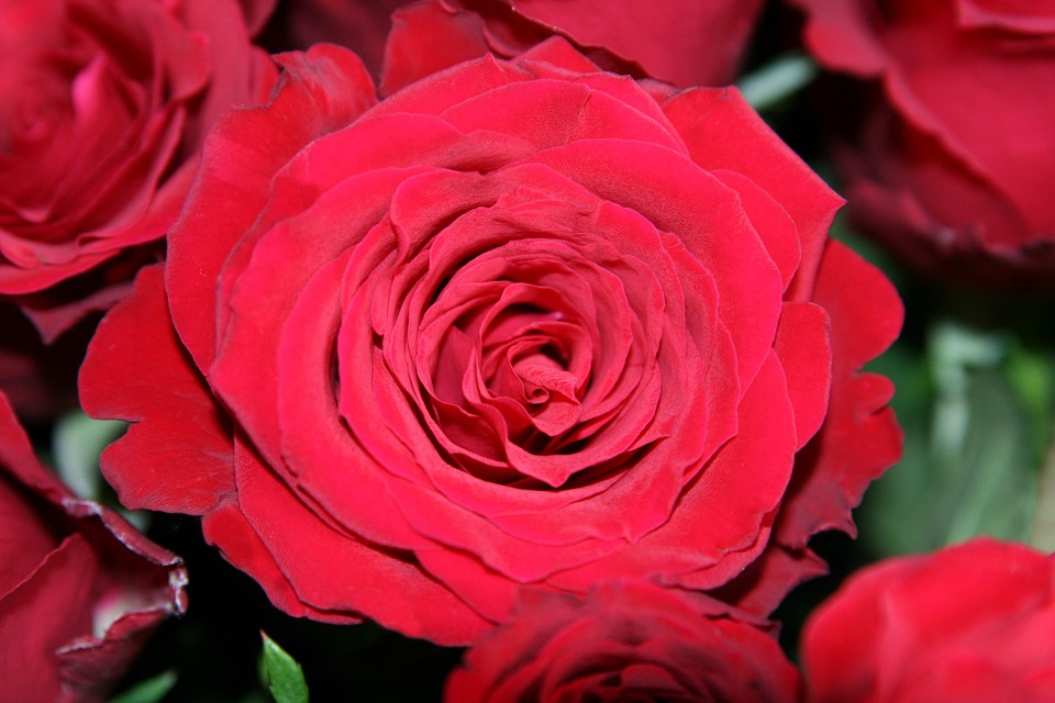 Open Rose Red Birthday · Free photo on Pixabay