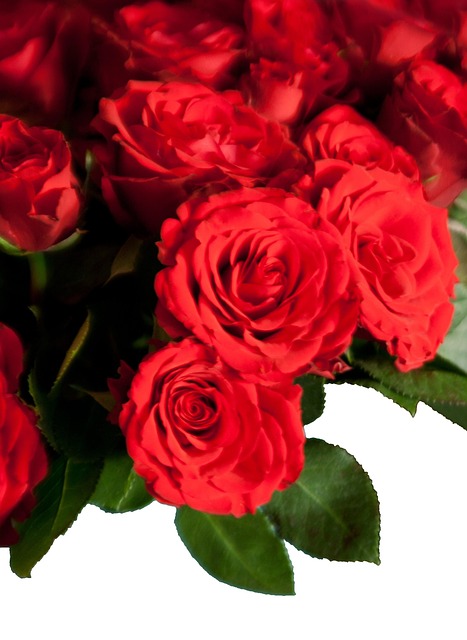 Free Roses Ostrich photo and picture