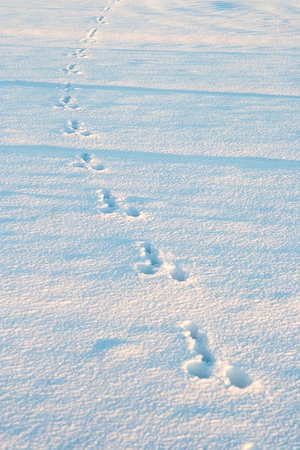 Free Winter Snow photo and picture