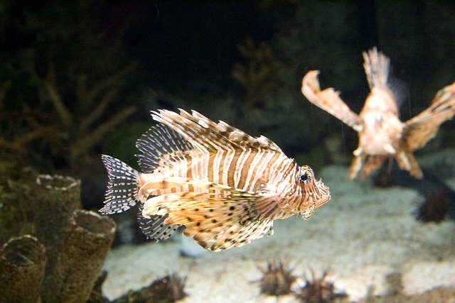 Free Lionfish Fish photo and picture