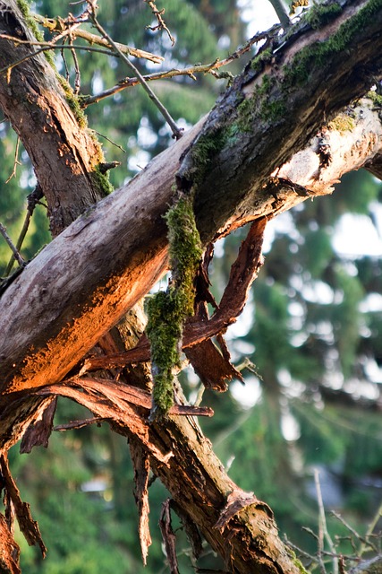 Free Dead Wood Moss photo and picture