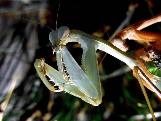Free Catching Insect Mantis photo and picture